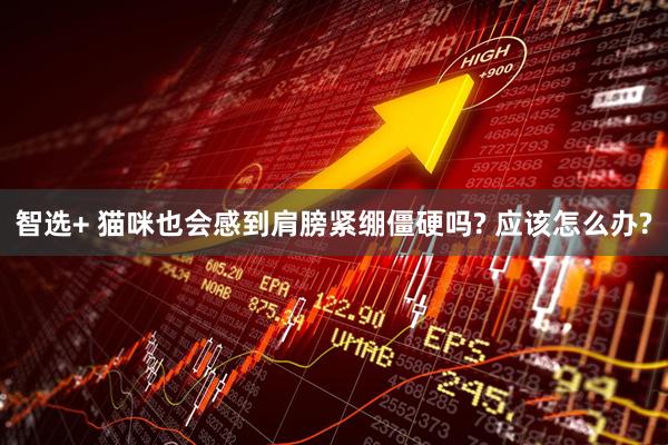 智选+ 猫咪也会感到肩膀紧绷僵硬吗? 应该怎么办?